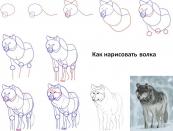 Learning to draw a wolf with a pencil step by step