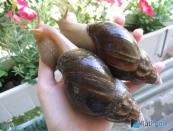 Giant snail Achatina - ang pinakamalaking mollusk ng lupa sa Earth
